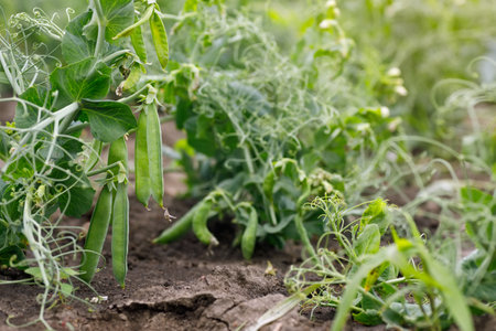 green peas growing in the vegetable gardenの写真素材