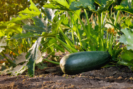 big zucchini growing in vegetable garden on summer dayの写真素材