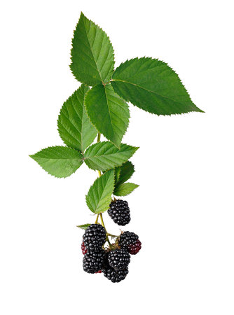 branch with ripe blackberries isolated on white backgroundの写真素材