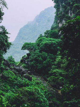 Forest viewの写真素材