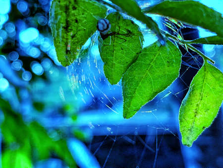web of life around  beautiful green leavesの写真素材