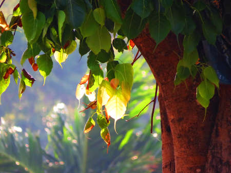 old tree with red and green leaves with sun rays passing through themの写真素材
