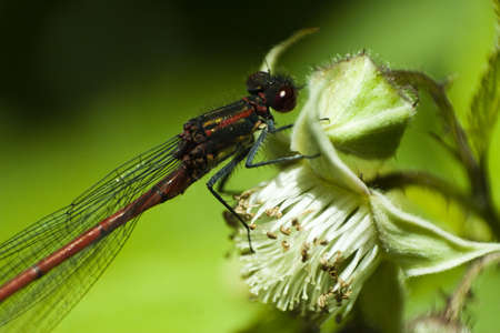 Dragonflyの写真素材