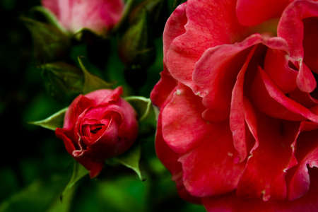 Red rosesの写真素材