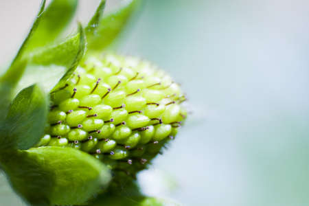 Strawberrie plantの写真素材