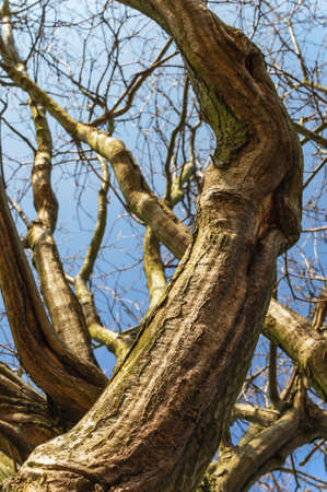Bare dry tree trunk and branches