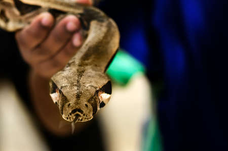 Holding a python - Brown Snakeの写真素材