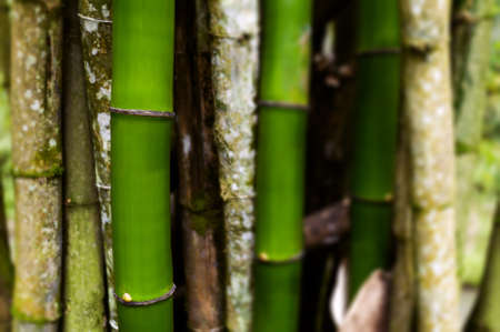 Bamboo wood close upの写真素材