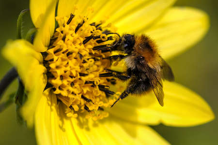 Honey Bee - extracting pollen 