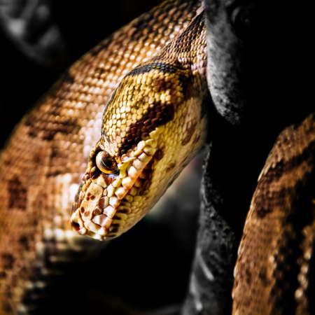 Jamaican Boa - Close-up head shotの写真素材