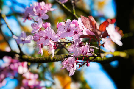 Spring pink plum flowers - shallow depth of field