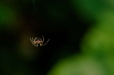 Single Small spider falling mid-air