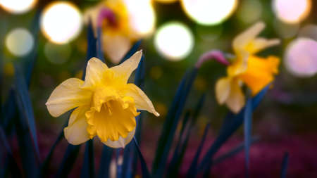 Narcissus daffodils at spring time with bokeh backgroundの写真素材
