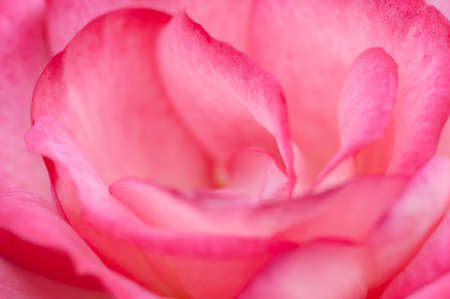Pink rose macro close upの写真素材