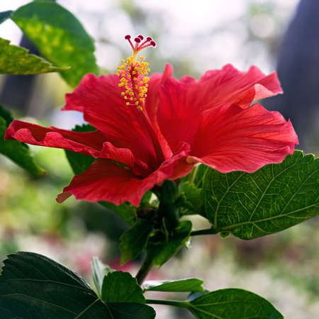 Hibiscus red flower close up single one squareの写真素材