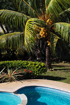 Coconut tree by the pool at noon chilling out in Tobagoの写真素材