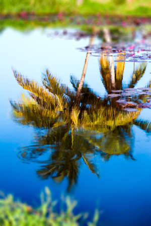 Reflection of coconut trees on tropical pond water Tobagoの写真素材