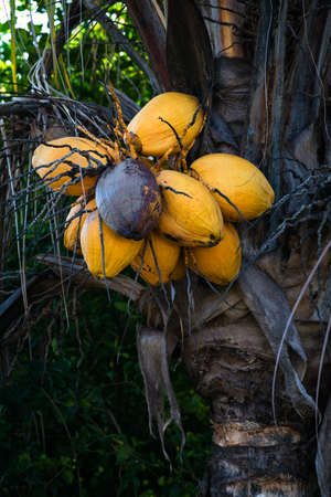 Old ripe coconut tree with yellow bunch of coconutsの写真素材