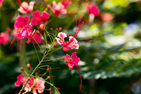 Caesalpinia pulcherrima red bird of paradise flower close up Tobagoの写真素材