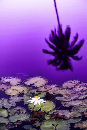 Water lily pond at late sunset silhouette Tobago Caribbeanの写真素材