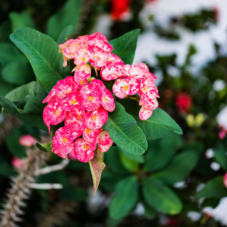 Euphorbia crown of thorns tropical flowerの写真素材