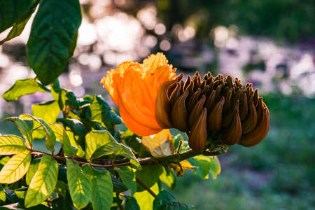 Decorative african tulip tree flower flame of the forest Tobago Caribbeanの写真素材