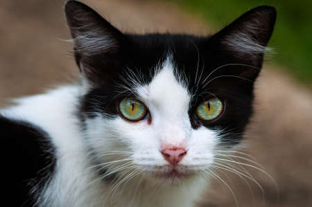 Black and white cat staring at the camera full eye contact closeupの写真素材