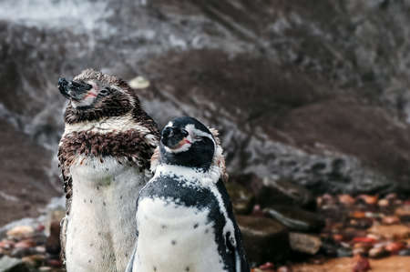 Two humboldt penguins drying themselves after a swimの写真素材