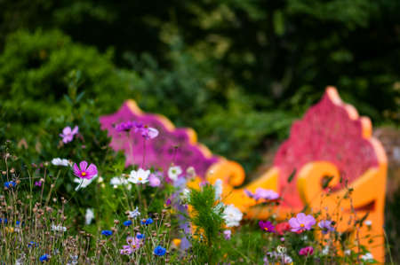 Wildflower garden and benches outdoor relaxing spaceの写真素材
