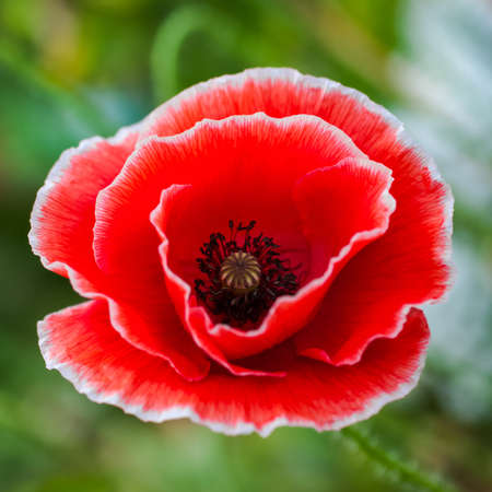 White tipped poppy flower head closeup square compoisitionの写真素材