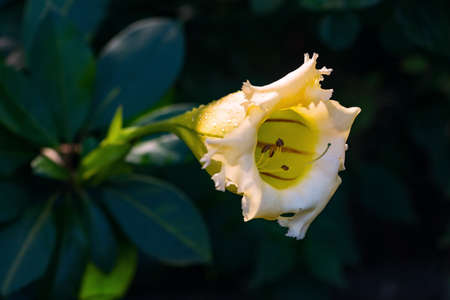 Solandra maxima cup of gold Hawaiian lily opened up bud yellow tropical vine flowerの写真素材