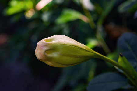 Solandra maxima cup of gold Hawaiian lily closed up bud yellow tropical vine flower