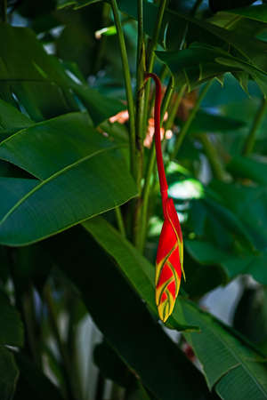 Hanging lobster claw Heliconia rostrata tropical flower bright red yellow green plant flora in Tobago Caribbeanの写真素材