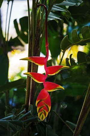 Hanging lobster claw Heliconia rostrata tropical flower bright red yellow green plant flora in...