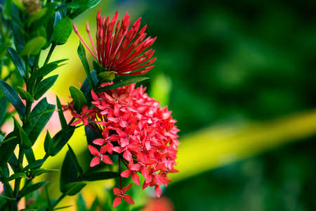 Ixora coccinea tropical flower Trinidad and Tobago gardening