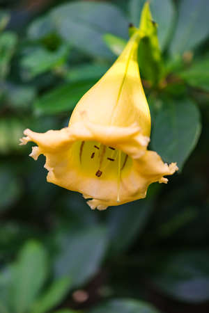 Solandra maxima cup of gold Hawaiian lily opened up bud yellow tropical vine flowerの写真素材