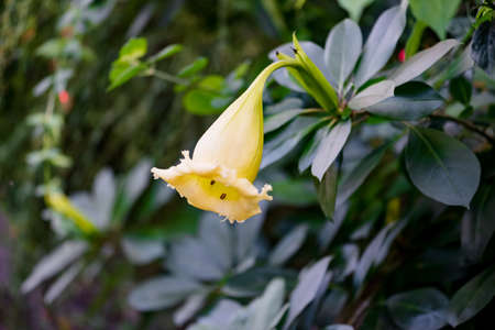 Solandra maxima cup of gold Hawaiian lily opened up bud yellow tropical vine flowerの写真素材