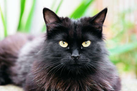 Beautiful Siberian black and brown cat closeup outdoors eye contact.の写真素材