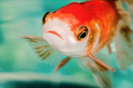 Closeup goldfish macro bright red orange colour big eyesの写真素材