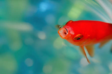 Closeup goldfish macro bright red orange colour mouth openの写真素材