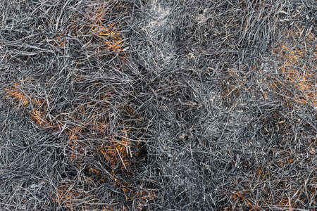 Ash burned dry grass land ground texture background carbon CO2の写真素材