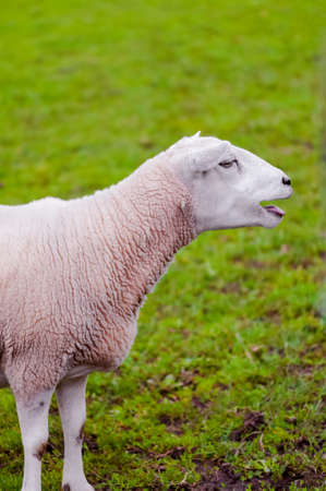 Happy sheep lamb calling her young green grass pastureの写真素材
