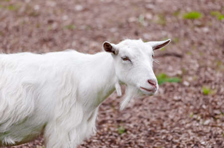 Goat outdoors farm animal white domestic countrysideの写真素材