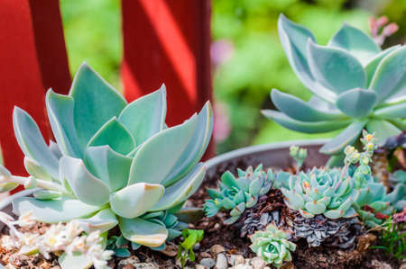 Echeveria succulent desert plant cactus decorative close upの写真素材