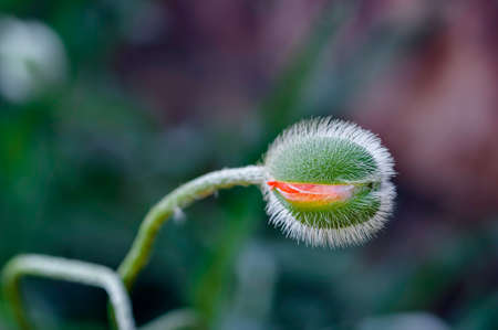 Poppy bud in bloom springtime vibrant colourful red and orange natural plant  outdoors closeup detailの写真素材