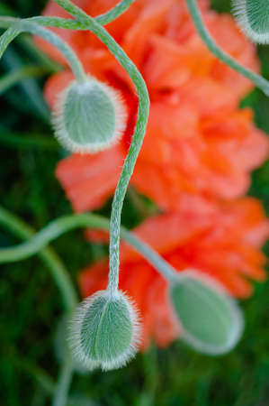 Poppy buds closeup and red poppies in the backgroundの写真素材