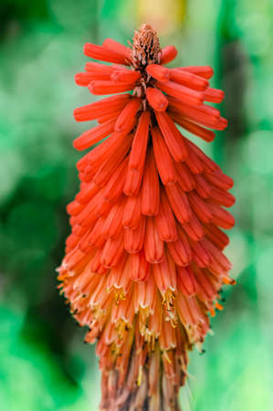 Kniphofia Northiae Octopus red-hot poker aloe flower colourful decorative plant closeupの写真素材