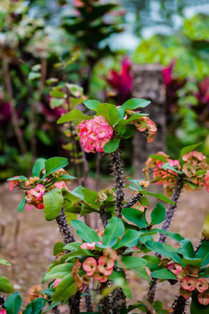 Euphorbia milii crown of thorns cactus toxic tropical plantの写真素材