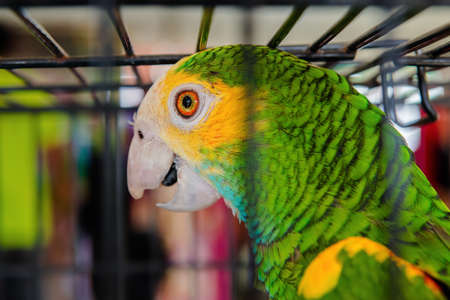 Parrot bird caged green orange feathers exotic pet close-up Trinidad and Tobagoの写真素材