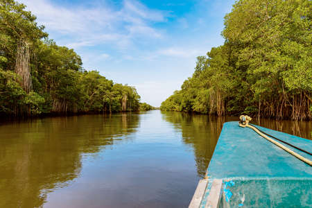 Caroni river boat ride through dense mangroves reflection nature Trinidad and Tobagoの写真素材